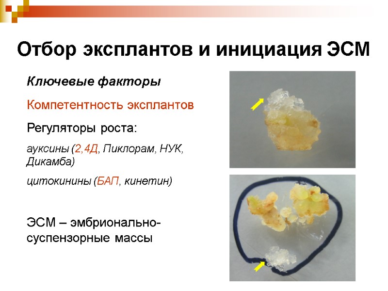 Отбор эксплантов и инициация ЭСМ Ключевые факторы Компетентность эксплантов Регуляторы роста:  ауксины (2,4Д,
